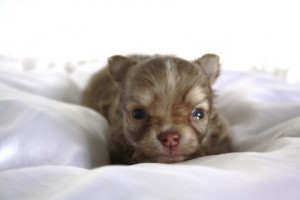 チワワ PUPPY こいぬ 販売 チワワ ブリーダー 子犬販売の専門店 AngelWan 空輸 陸送 全国発送可能