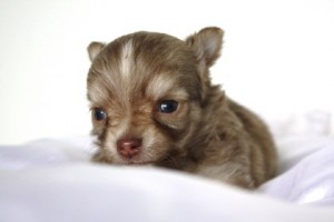 チワワ 小ぶり オス チワワ ブリーダー 子犬販売の専門店 AngelWan 湘南 ペットショップ 人気犬種