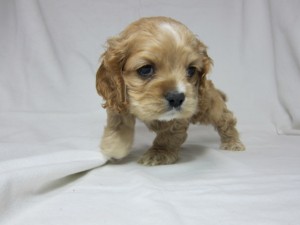 アメリカン・コッカー・スパニエル　ブリーダー　子犬販売の専門店　AngelWan　室内犬