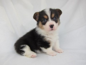 ウェルシュコーギーペンブローク　ブリーダー　子犬販売の専門店　AngelWan　横浜