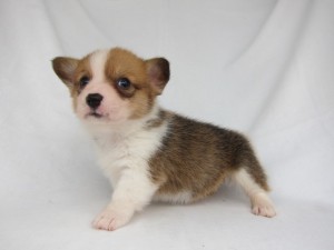 ウェルシュコーギーペンブローク　ブリーダー　子犬販売の専門店　AngelWan　横浜