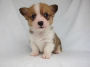 ウェルシュコーギーペンブローク　ブリーダー　子犬販売の専門店　AngelWan　横浜