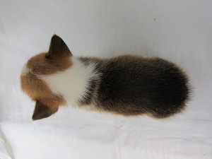 ウェルシュコーギーペンブローク　ブリーダー　子犬販売の専門店　AngelWan　横浜