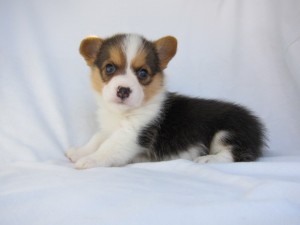 ウェルシュ・コーギー・ペンブローク　ブリーダー　子犬販売の専門店　AngelWan　横浜