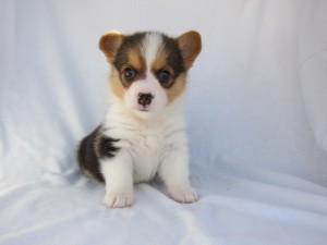 ウェルシュ・コーギー・ペンブローク　ブリーダー　子犬販売の専門店　AngelWan　中型犬