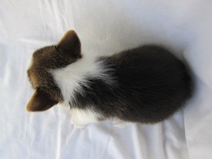 ウェルシュ・コーギー・ペンブローク　ブリーダー　子犬販売の専門店　AngelWan　横浜