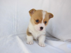 ウェルシュ・コーギー・ペンブローク　ブリーダー　子犬販売の専門店　AngelWan　神奈川県