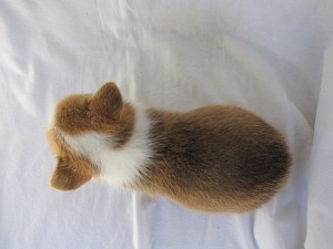 ウェルシュ・コーギー・ペンブローク　ブリーダー　子犬販売の専門店　AngelWan　横浜