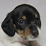 ミニチュアダックスフンド　ブリーダー　子犬販売の専門店　AngelWan　横浜