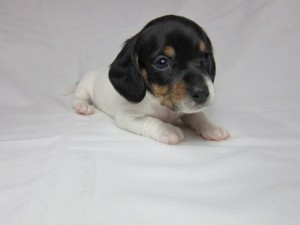 ミニチュアダックスフンド　ブリーダー　子犬販売の専門店　AngelWan　横浜