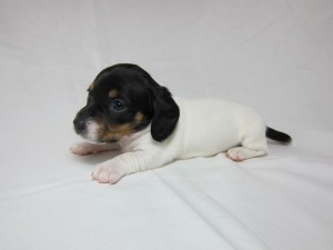 ミニチュアダックスフンド　ブリーダー　子犬販売の専門店　AngelWan　横浜