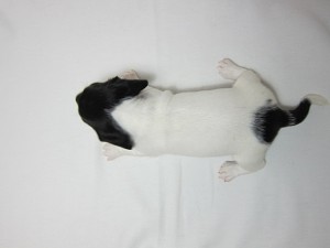 ミニチュアダックスフンド　ブリーダー　子犬販売の専門店　AngelWan　横浜