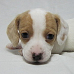 ミニチュアダックスフンド　ブリーダー　子犬販売の専門店　AngelWan　横浜