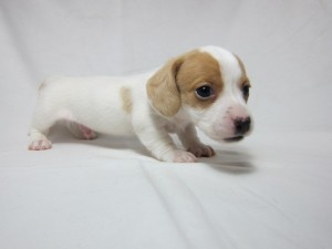 ミニチュアダックスフンド　ブリーダー　子犬販売の専門店　AngelWan　横浜　レアカラー