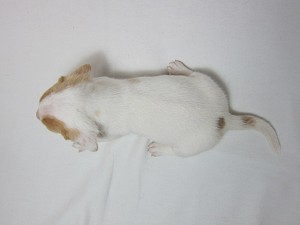 ミニチュアダックスフンド　ブリーダー　子犬販売の専門店　AngelWan　湘南　ペットショップ