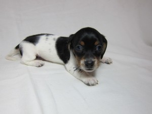 ミニチュアダックスフンド　ブリーダー　子犬販売の専門店　AngelWan　健康　安心