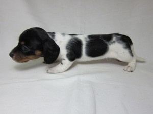 ミニチュアダックスフンド　ブリーダー　子犬販売の専門店　AngelWan　日本全国