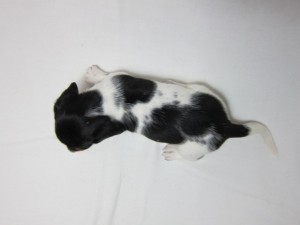 ミニチュアダックスフンド　ブリーダー　ペットショップ　AngelWan　横浜　レアカラー