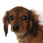 ミニチュアダックスフンド　ブリーダー　子犬販売の専門店　AngelWan　横浜