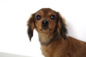 ミニチュアダックスフンド　ブリーダー　子犬販売の専門店　AngelWan　神奈川県　全国