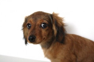 ミニチュアダックスフンド　ブリーダー　子犬販売の専門店　AngelWan　全国発送可能