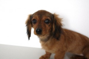 ミニチュアダックスフンド　ブリーダー　子犬販売の専門店　AngelWan　東京都　千葉県