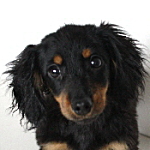 ミニチュアダックスフンド　ブリーダー　子犬販売の専門店　AngelWan　横浜