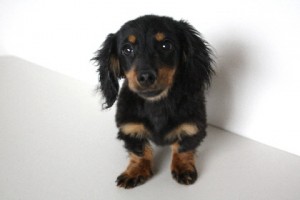 ミニチュアダックスフンド　ブリーダー　子犬販売の専門店　AngelWan　神奈川県