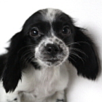 ミニチュアダックスフンド　ブリーダー　子犬販売専門店　AngelWan　横浜