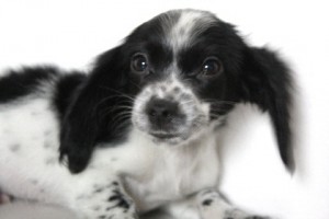 ミニチュアダックスフンド　ブリーダー　子犬販売　AngelWan　ブラックソリッドパイボールド