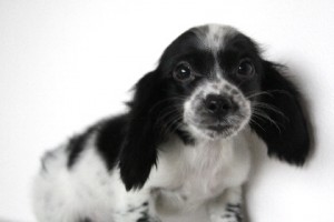 ミニチュアダックスフンド　ブリーダー　子犬販売　AngelWan　珍しいカラー