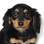 ミニチュアダックスフンド　ブリーダー　子犬販売の専門店　AngelWan　ブラック＆タン