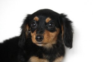 ミニチュアダックスフンド　ブリーダー　子犬販売の専門店　AngelWan　室内犬