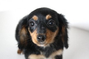 ミニチュアダックスフンド　ブリーダー　子犬販売の専門店　AngelWan　神奈川県