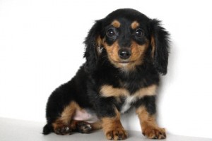 ミニチュアダックスフンド　ブリーダー　子犬販売の専門店　AngelWan　小型犬