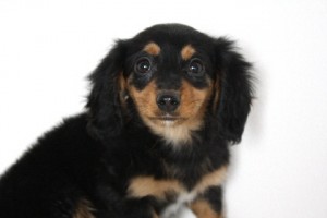 ミニチュアダックスフンド　ブリーダー　子犬販売の専門店　AngelWan　ご家族募集