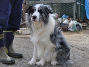 ボーダーコリー　ブリーダ　子犬販売の専門店　AngelWan　血統優秀　中型犬
