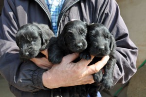 フラットコーテッド・レトリバー 血統優秀 こいぬ フラットコーテッド・レトリバー ブリーダー 子犬販売の専門店 AngelWan 神奈川県