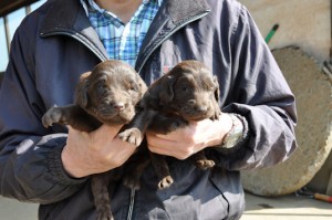 フラットコーテッド・レトリバー　ブリーダー　子犬販売の専門店　AngelWan　全国発送