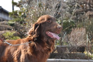 フラットコーテッド・レトリバー　ブリーダー　子犬販売の専門店　AngelWan　横浜市戸塚区