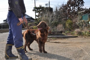 フラットコーテッド・レトリバー　ブリーダー　子犬販売の専門店　AngelWan　横浜市泉区
