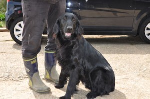 フラットコーテッドレトリバー　ブリーダー　子犬販売の専門店　AngelWan　横浜