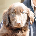 フラットコーテッドレトリバー　ブリーダー　子犬販売の専門店　AngelWan　日本全国発送