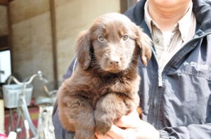 フラットコーテッドレトリバー　ブリーダー　子犬販売の専門店　AngelWan　神奈川県