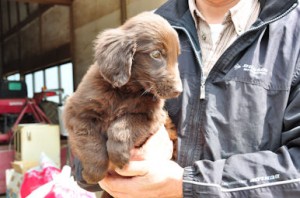 フラットコーテッドレトリバー　　ブリーダー　子犬販売の専門店　空輸　陸送　日本全国