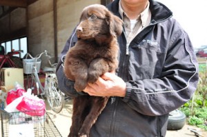 フラットコーテッドレトリバー　　ブリーダー　子犬販売の専門店　東京都　静岡県　山梨