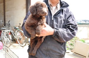 フラットコーテッドレトリバー　　ブリーダー　子犬販売の専門店　スウェーデン血統