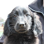 フラット・コーテッド・レトリバーの子犬 ブラック フラットコーテッドレトリバー ブリーダー 子犬販売の専門店 AngelWan 横浜