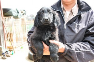 フラットコーテッドレトリバー ブリーダー 子犬直販 フラットコーテッドレトリバー ブリーダー 子犬販売の専門店 AngelWan 神奈川 長野