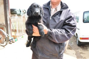 フラットコーテッドレトリバー 全国発送可能 フレンドリー ペットショップ フラット・コーテッド・レトリバー ブリーダー 子犬販売の専門店 AngelWan 大型犬